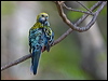 pale_headed_rosella_180348
