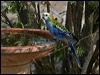 pale_headed_rosella_180358