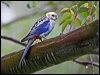 pale_headed_rosella_36056