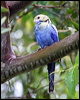 pale_headed_rosella_36057