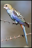 pale_headed_rosella_43051