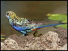 pale_headed_rosella_43057