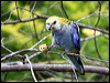 pale_headed_rosella_61513