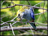 pale_headed_rosella_61526