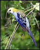 pale_headed_rosella_61695