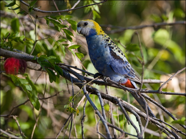 Pale-headed Rosella pale_head_rosella_168203.psd