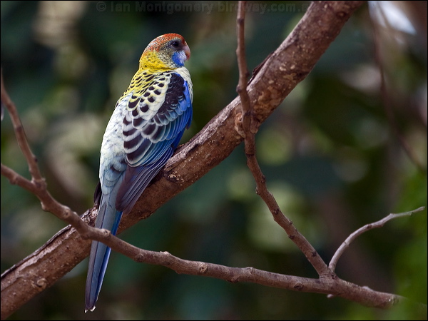 Pale-headed Rosella pale_head_rosella_170070.psd
