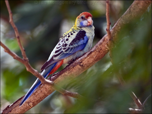Pale-headed Rosella pale_head_rosella_170094.psd