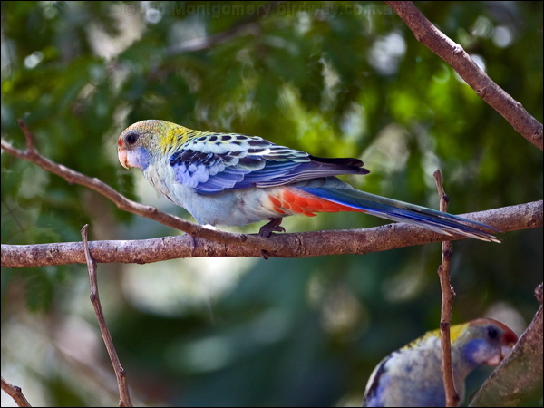 Pale-headed Rosella pale_head_rosella_170110.psd