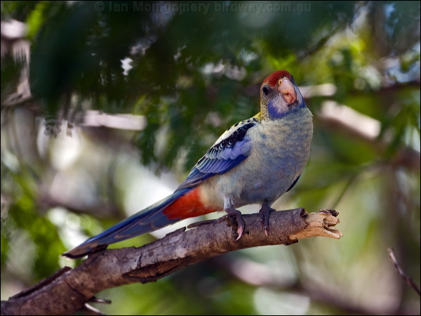 Pale-headed Rosella pale_head_rosella_170123.psd