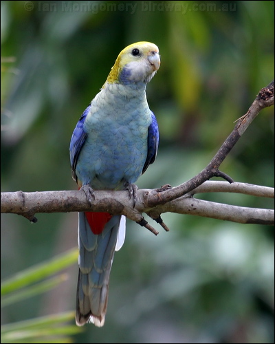 Pale-headed Rosella pale_headed_rosella_00145.psd