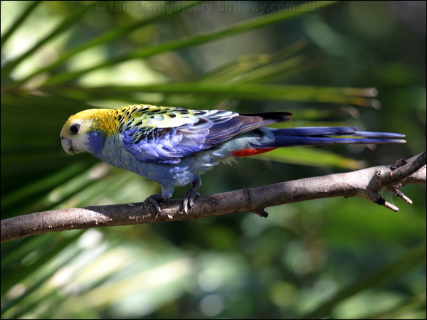 Pale-headed Rosella pale_headed_rosella_00257.psd