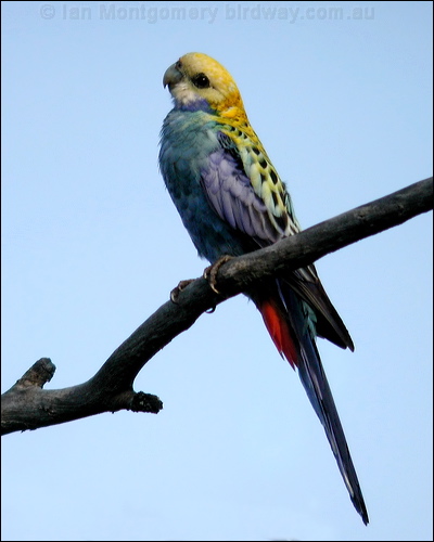 Pale-headed Rosella pale_headed_rosella_09097.psd