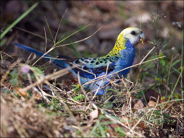 Pale-headed Rosella pale_headed_rosella_105995.psd