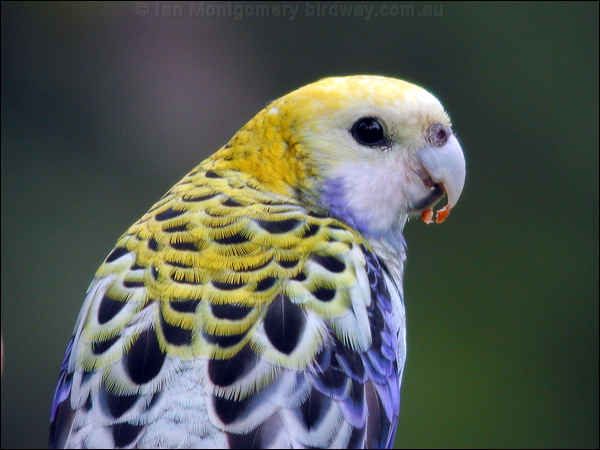 Pale-headed Rosella pale_headed_rosella_15797.psd