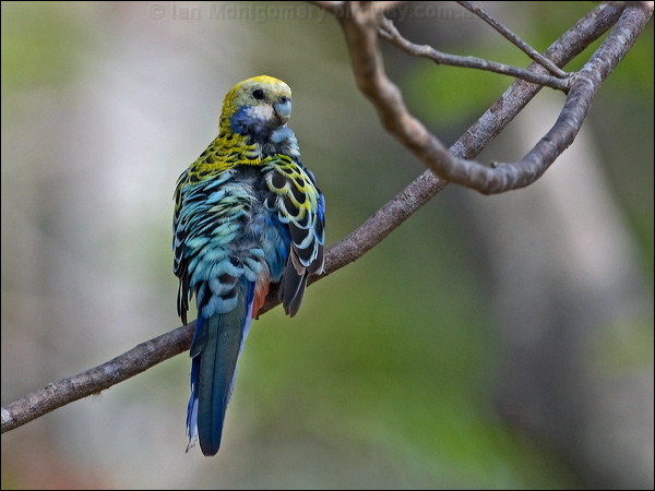 Pale-headed Rosella pale_headed_rosella_180348.psd
