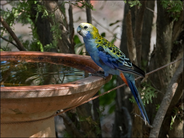 Pale-headed Rosella pale_headed_rosella_180358.psd