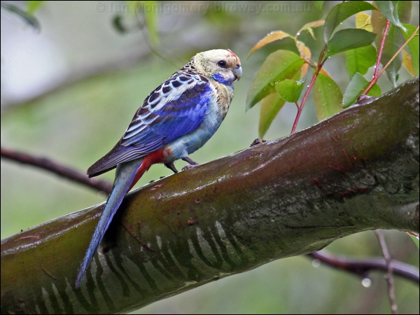 Pale-headed Rosella pale_headed_rosella_36056.psd