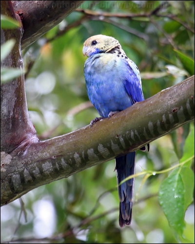 Pale-headed Rosella pale_headed_rosella_36057.psd
