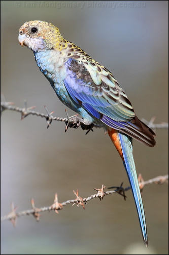 Pale-headed Rosella pale_headed_rosella_43051.psd