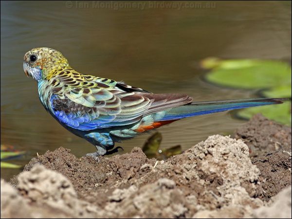 Pale-headed Rosella pale_headed_rosella_43057.psd