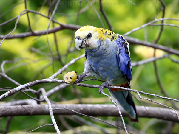 Pale-headed Rosella pale_headed_rosella_61513.psd