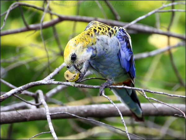 Pale-headed Rosella pale_headed_rosella_61526.psd