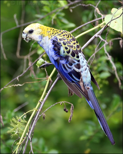 Pale-headed Rosella pale_headed_rosella_61695.psd