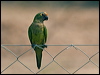 peachfront_parakeet_202296