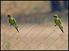 peachfront_parakeet_202302