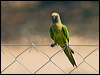 peachfront_parakeet_202303