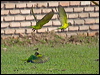 peachfront_parakeet_203174
