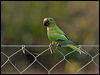 peachfront_parakeet_203249