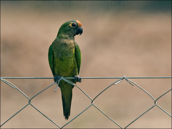 Peach-fronted Parakeet peachfront_parakeet_202296.psd
