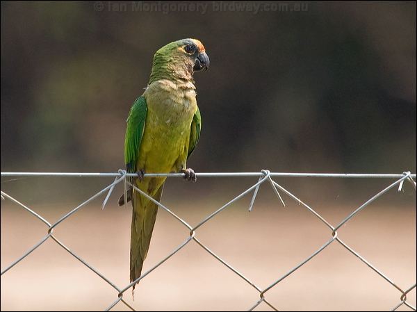 Peach-fronted Parakeet peachfront_parakeet_202300.psd