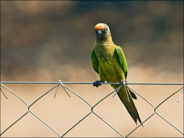 Peach-fronted Parakeet peachfront_parakeet_202303.psd