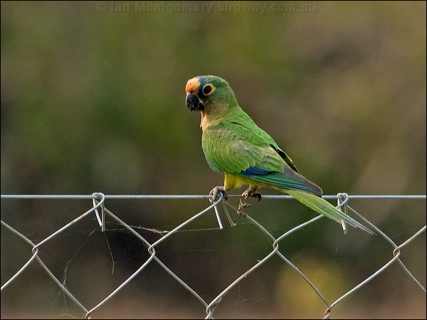 Peach-fronted Parakeet peachfront_parakeet_203249.psd