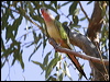 Click here to enter gallery and see photos of Princess Parrot