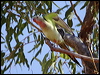 princess_parrot_js01888