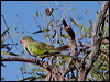princess_parrot_js02099