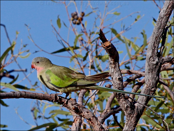 Princess Parrot princess_parrot_js02099.psd