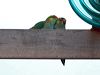 purplecrownlorikeet_214160