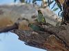 purplecrownlorikeet_215449