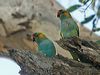 Click here to enter gallery and see photos of Purple-crowned Lorikeet