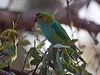purplecrownlorikeet_216055