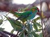 purplecrownlorikeet_216058