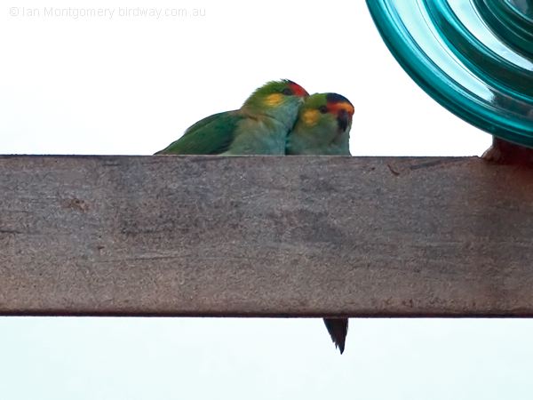 Purple-crowned Lorikeet purplecrownlorikeet_214160.psd