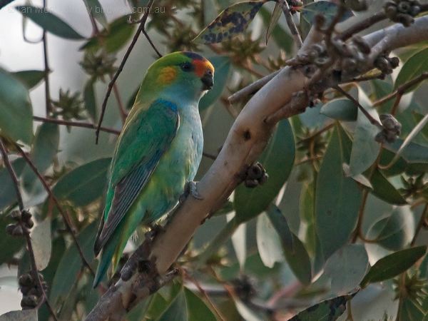 Purple-crowned Lorikeet purplecrownlorikeet_216045.psd