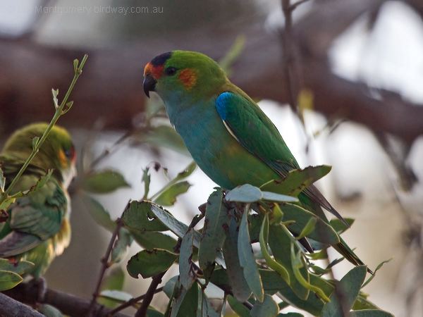 Purple-crowned Lorikeet purplecrownlorikeet_216055.psd