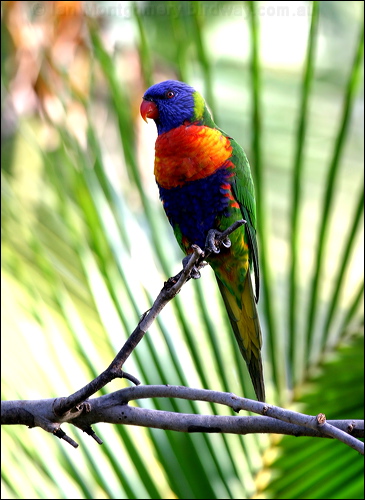Rainbow Lorikeet rainbow_lorikeet_00260.psd